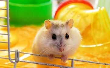 属鼠人2022年阴历十月最佳开业黄道好日子 属鼠人2022年阴历十月最佳开业黄道好日子