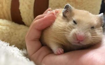 属鼠2023年元旦成婚好吗 属鼠2023年元旦成婚好吗