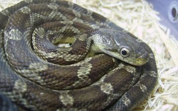 2023年属蛇的正月搬迁好日子 2023年属蛇的正月喜迁新居的日子