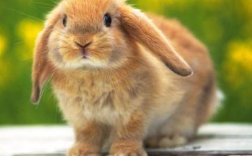 2021年属兔在阴历九月能够选为婚嫁的好日子