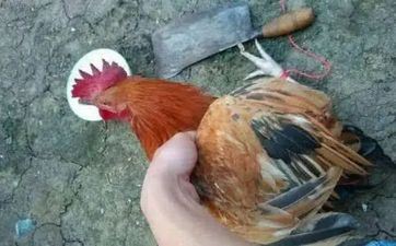 2005年属鸡戴什么助学业 旺属鸡人学业的吉利物