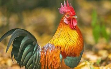 属鸡在2021年阳历10月的成婚日期