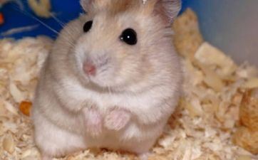 属鼠女和属马男生能够成婚马？ 属鼠的女跟属马的男适宜成婚吗?