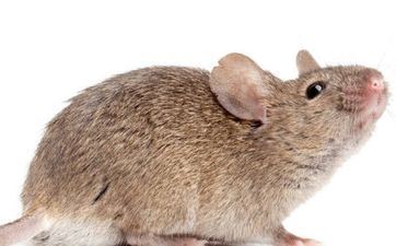 属鼠人躲避婚嫁的原因是什么 属鼠人注定的婚姻