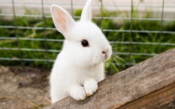 2022年阴历十二月合适属兔订亲的最吉祥日子