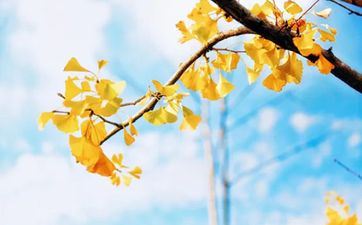 2022年立秋是几伏 有什么风俗 有哪些注意事项 2022年立秋是几伏 有什么风俗 有哪些注意事项