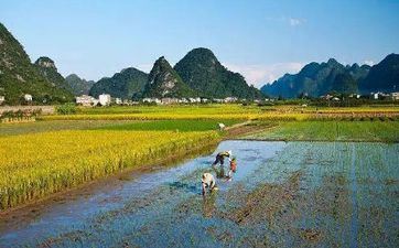 2023年芒种是几月几号 2023年什么时分芒种