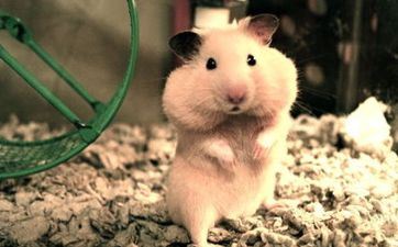 属相属鼠的人2022年阴历十一月开业好吗