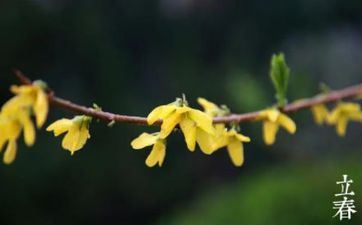 2023年立春是几月几日何时几秒？立春有什么物候特征？
