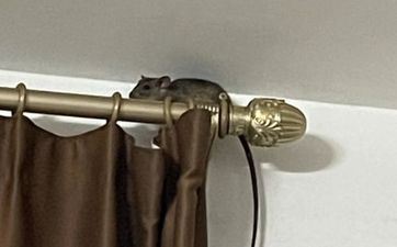 1984年属鼠的贵人是什么属相 84年属鼠人不行错失的贵人