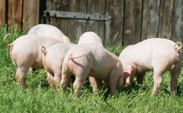 2023年10月属猪人入宅怎么样 2023年10月哪些天合适入住新房