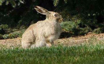 2022年端午节属兔人运势 财气怎么？