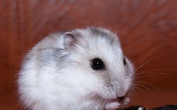 属鼠人终身最旺这些属相 鼠年旺什么属相的人