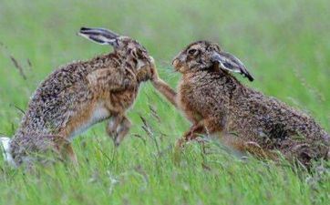 1999年属兔23岁今后终身命运 1999年属兔23岁姻缘