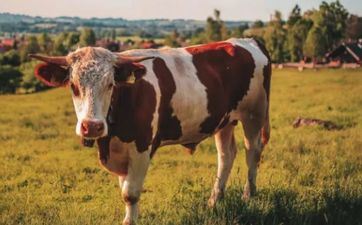 属牛人2023年11月入宅最旺好日子查询 属牛人2023年11月入宅好日子