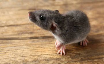 不同月份出世的属鼠人命运是什么样的 属鼠的出世月份和命运怎么样