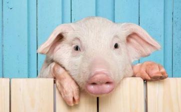 2022年10月属猪出行吉祥日子查询 2022年在10月本月好日子查询