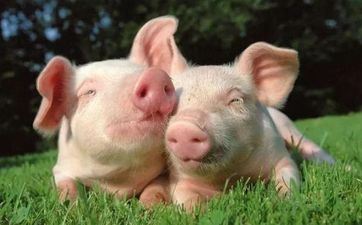 属猪的一定要远离这种人 属猪的人最忌讳什么 属猪的一定要远离这种人 属猪的人最忌讳什么