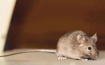 属鼠的梦见这三样会发财 属鼠的本年会发财吗