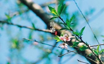 清明节为什么要插柳枝 柳枝有些什么意义