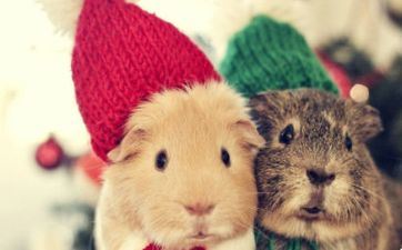 属相属鼠2022年哪天合适搬迁 搬迁最佳好日子