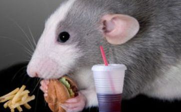 84年属鼠的招财摆件是什么 都可以放什么呢