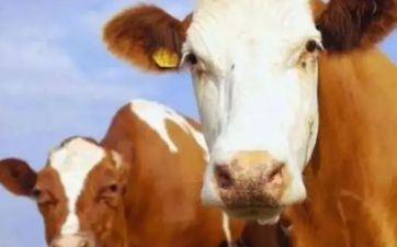 2023年属牛的大利月是几月份 2023年属牛的几月是破月