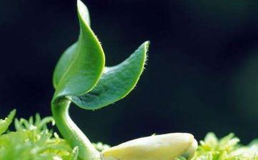 2023哪几个属相需求躲春 最吉躲春的做法