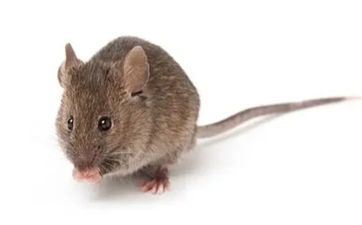 2022年属鼠人阴历十月成婚黄道好日子查询表