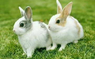 属兔人2023年3月哪天领结婚证最吉祥 2023年3月属兔人领证最旺好日子查询 属兔人2023年3月哪天领结婚证最吉祥 2023年3月属兔人领证最旺好日子查询