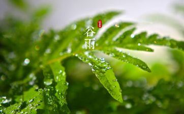 喝谷雨茶食香椿祭仓颉 是谷雨节气传统习俗