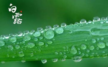 白露节气艾灸的优点 白露节气艾灸摄生知识