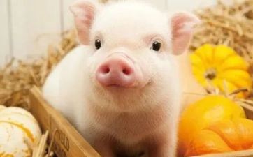 2007年的属猪男2023年下半年命运怎么 2007年的属猪男2023年下半年命运怎么