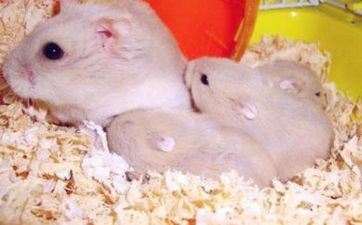 冲煞冲鼠（丙子）煞北是什么意思？属鼠人转运不行错失的办法详解！