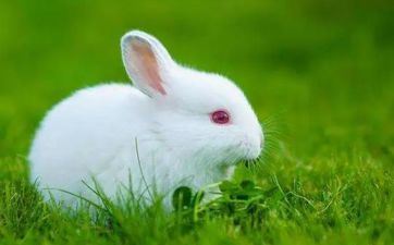 属兔人2023年阴历八月宜进新家的好日子查询