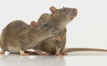 万年历中的冲鼠煞北什么意思？冲鼠日属鼠如何做？