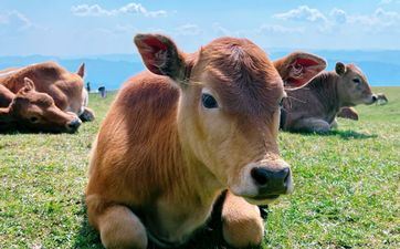 属牛人2023年11月领证好日子 精选5天宜领证