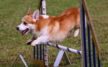 82年属狗女哪年转大运 好运降临前有什么征兆