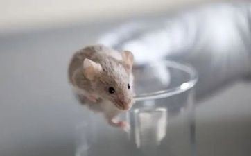 冲鼠煞北妈妈属鼠怎么办 冲鼠是属鼠的冲忌日吗