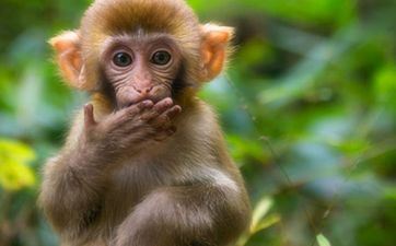 属相猴2023年订亲好吗 2023上等订亲好日子查询 属相猴2023年订亲好吗 2023上等订亲好日子查询