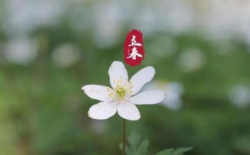 2023年立春是早春仍是晚春 2023年的立春的详细日期和时刻