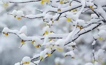 2023年1月5日小寒节气经典习俗和当地传统