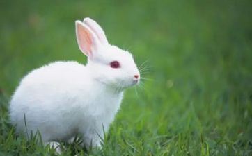 2023年属兔本命年能够搬迁吗 属兔本命年搬迁一定要闹房吗？