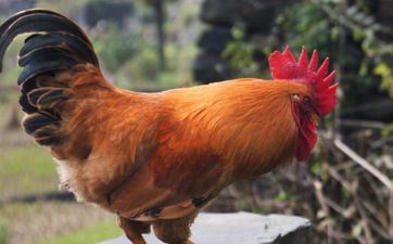 2023年7月合适属鸡的黄道好日子查询表