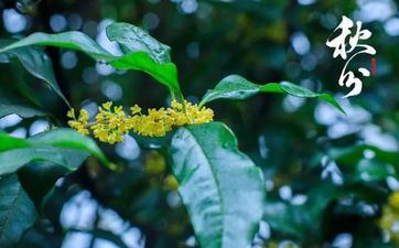 2023年秋分是哪一天? 2026年秋分是几月几日 2023年秋分是哪一天? 2026年秋分是几月几日