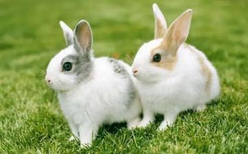 正月好日子万年历 2023年2月属兔人搬迁好日子一览表