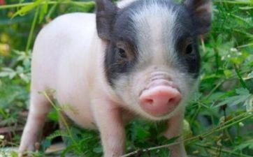 属猪五行属什么命 不同年出世属猪人的五行缺什么