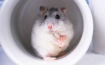 属鼠女和属猴女合得来吗 两个人适合做朋友吗