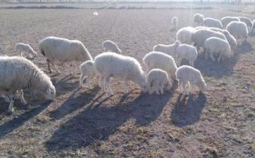 2023年阴历四月属羊人哪天合适成婚 2023年阴历四月属羊人哪天合适成婚