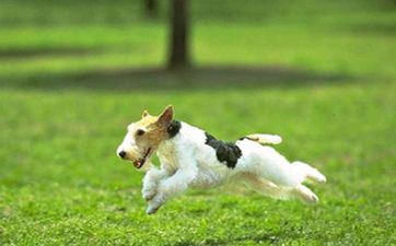 属相属狗2022虎年阴历十月提亲最好的日子